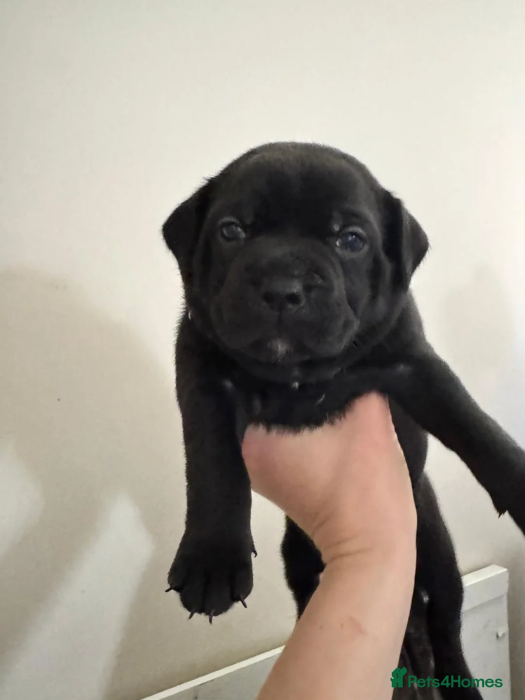 Staffordshire Bull Terrier dogs for sale: KC REG SBT STOCKY BLACK BITCH in Saint Ives - Advert 2