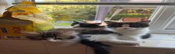 Mixed Breed cats for sale: ❤️Adorable fluffy kittens are available ❤️ - Advert 3