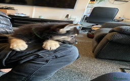 German Shepherd dogs for sale: Gorgeous German Shepherd puppies - Image 6