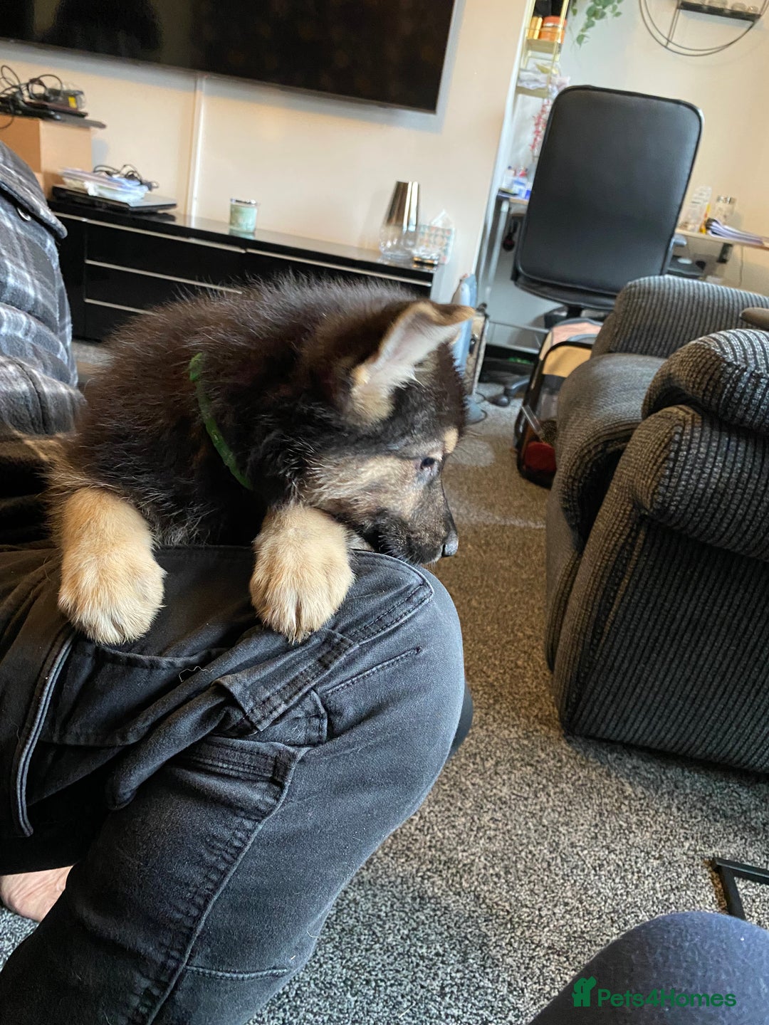German Shepherd dogs for sale: Gorgeous German Shepherd puppies - Image 6