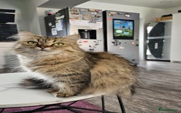 Mixed Breed cats for sale: Two Perdoll Female Kittens Looking for a Home - Image 11