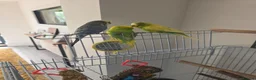 Budgerigars birds for sale: 3 budgies for sale with cage and all accessories in Bristol - Advert 4