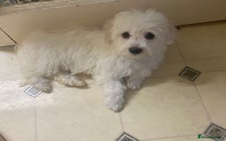 Maltese dogs for sale: Stunning Purebred Maltese Boys Puppies  - Image 11
