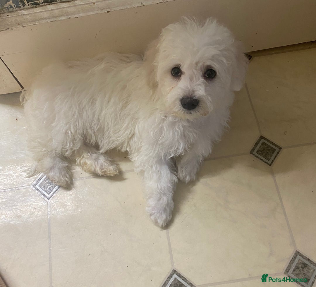 Maltese dogs for sale: Stunning Purebred Maltese Boys Puppies  - Image 11