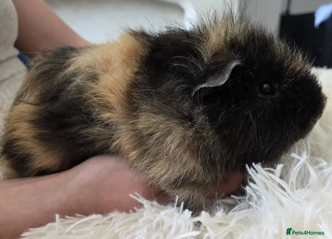 Guinea Pig rodents for sale: Two gorgeous young Guinea Pigs - Advert 5