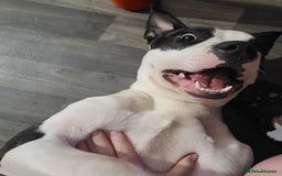 American Bulldog dogs for sale: Roscoe The American bulldog in Walsall - Image 2