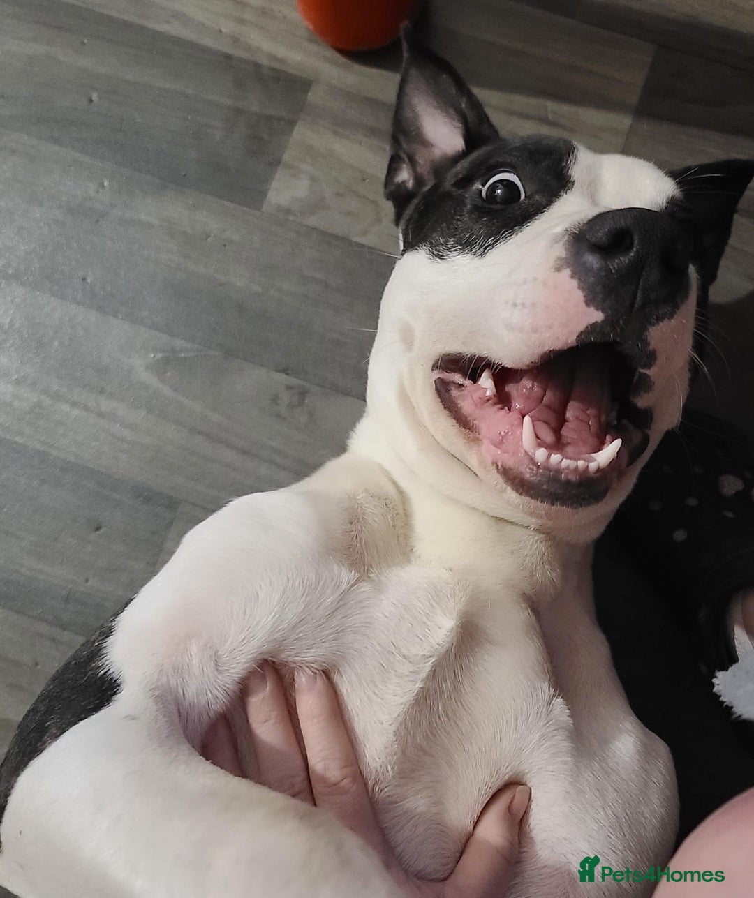 American Bulldog dogs for sale: Roscoe The American bulldog in Walsall - Image 2
