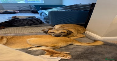 Mixed Breed dogs Sweet & Sensitive Louie, a Dream for a Quiet Home - Advert 8