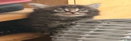 Maine Coon cats for sale: Maine coon cross kittens - Advert 8