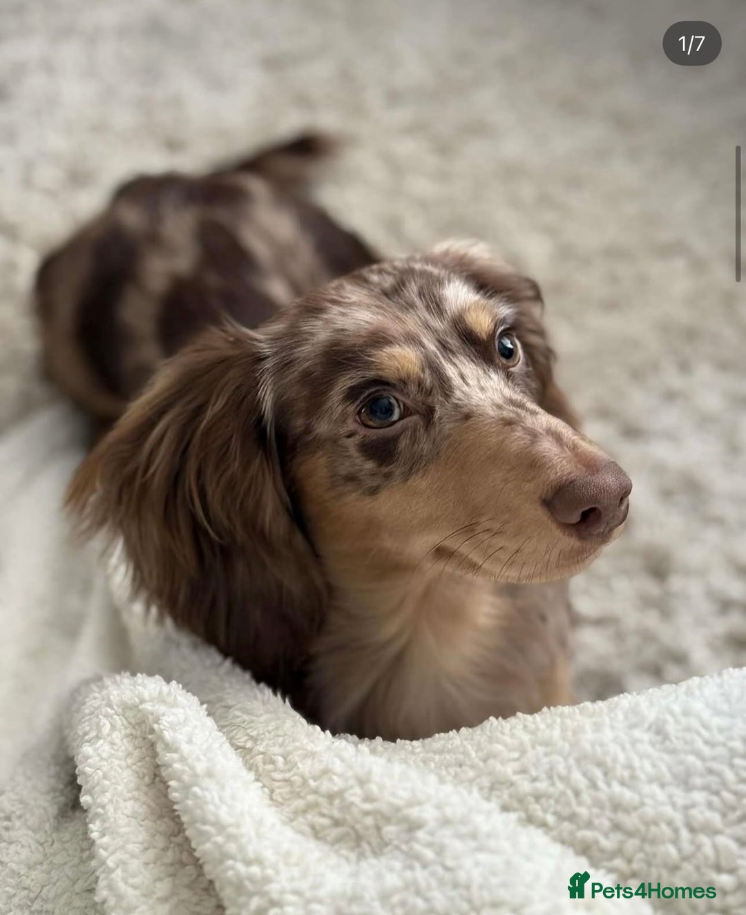 Miniature Dachshund dogs for sale: Exceptional quality long haired mini dachshunds - Image 24