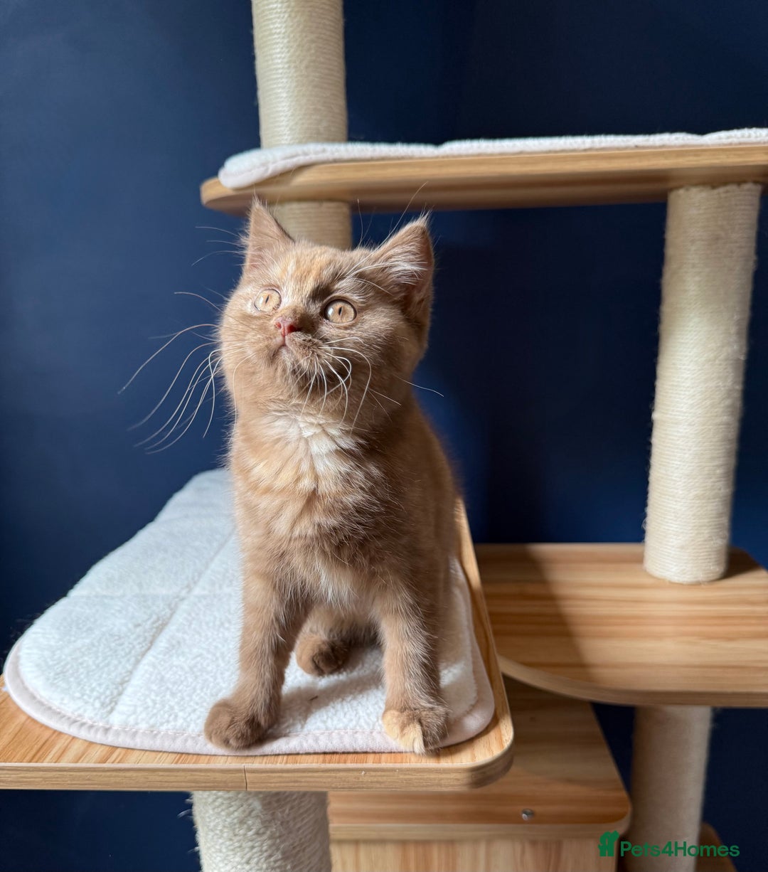 British Shorthair cats for sale: STUNNING FEMALE BRITISH SHORTHAIR KITTEN🧡 - Image 6
