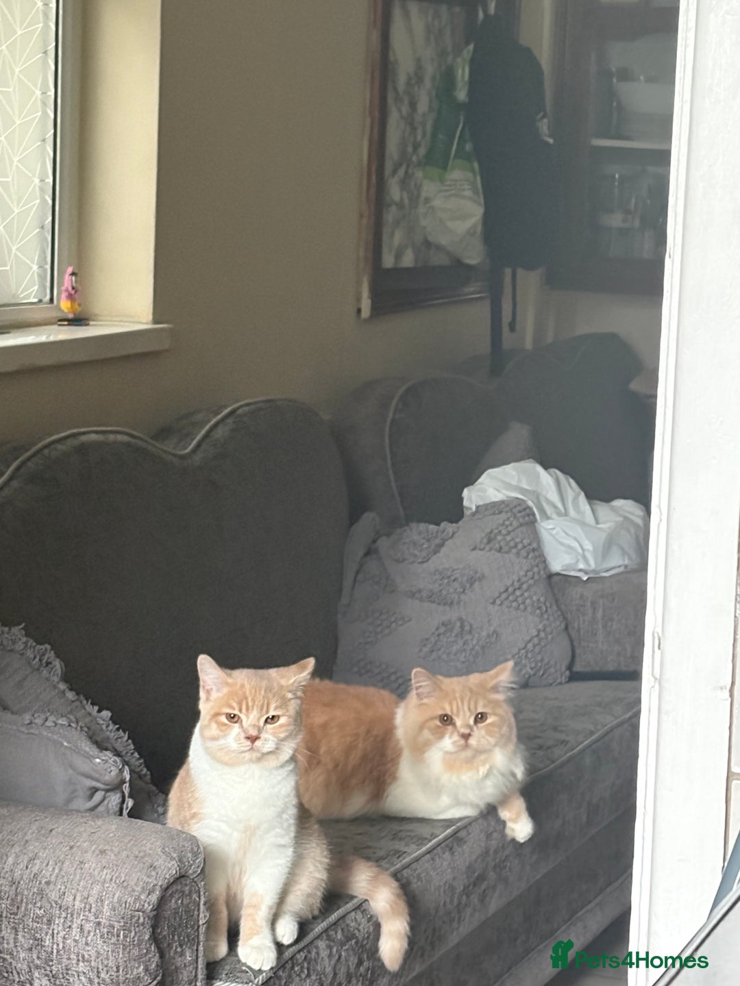 British Shorthair cats for sale: British Short hair kitten  - Advert 2