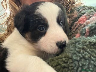 Border Collie dogs Border Collie puppies - Advert 13