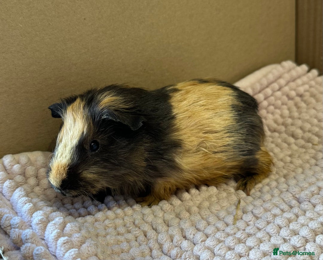 Guinea Pig rodents for sale: Young Guinea pigs  - Image 19