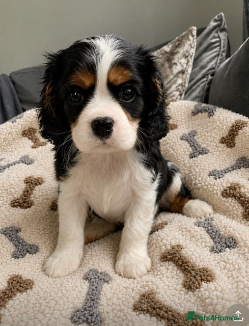 Cavalier King Charles Spaniel dogs READY TO GO handsome kc reg tri colour boy  - Advert 7