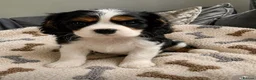 Cavalier King Charles Spaniel dogs for sale: READY TO GO handsome kc reg tri colour boy  - Advert 1