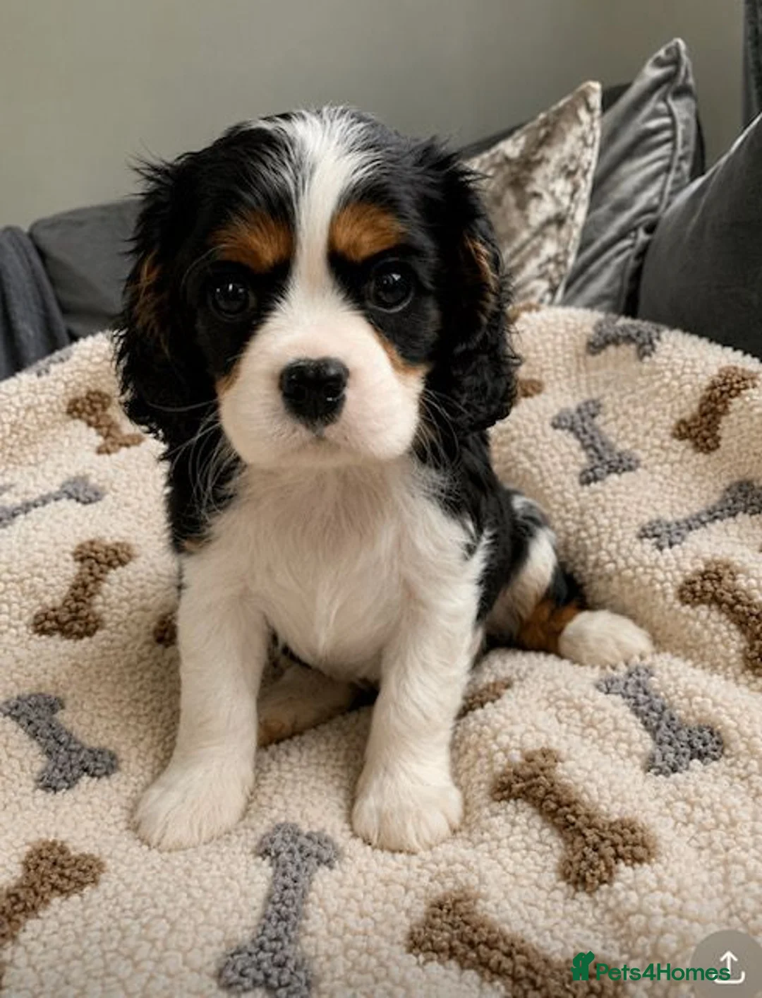Cavalier King Charles Spaniel dogs for sale: READY TO GO handsome kc reg tri colour boy  - Advert 1