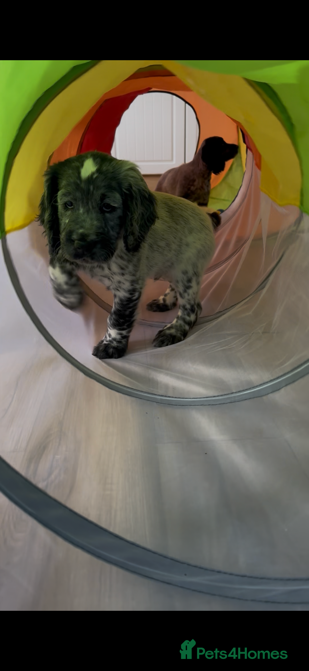 Cocker Spaniel dogs for sale:  2 Beautiful working cocker spaniel pups for sale. - Image 10