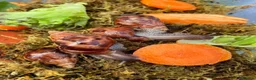 Snails invertebrates for sale: Giant African Snails for sale! - Advert 12