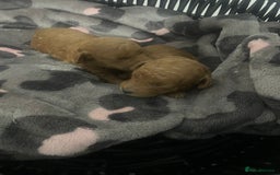 Toy Poodle dogs for sale: Red toy poodle  - Image 5