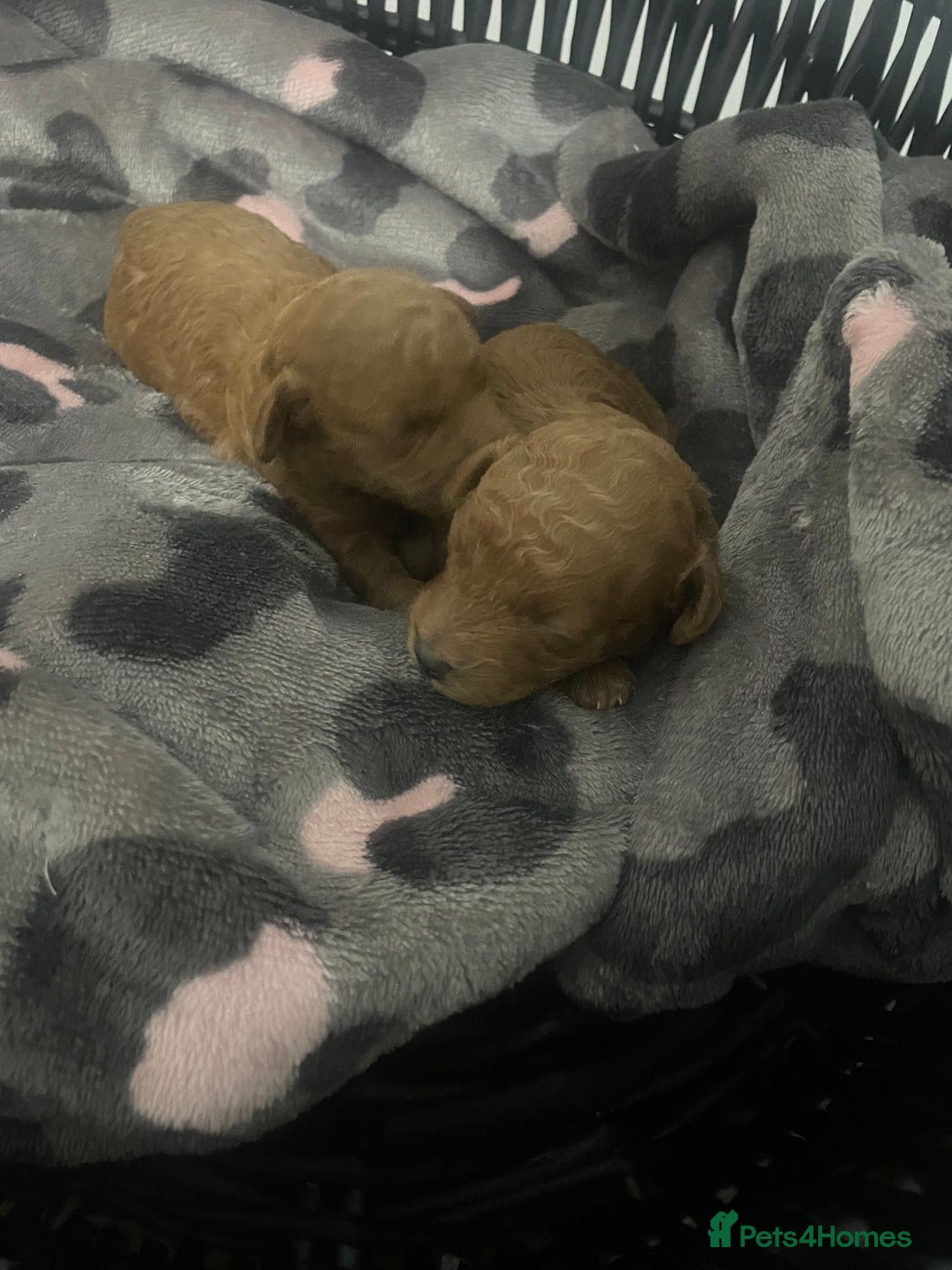 Toy Poodle dogs for sale: Red toy poodle  - Image 5