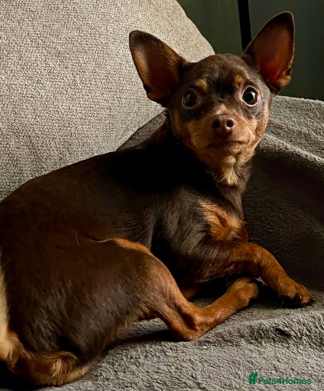 Russian Toy Terrier dogs for adoption: Skippy survival story - Image 3