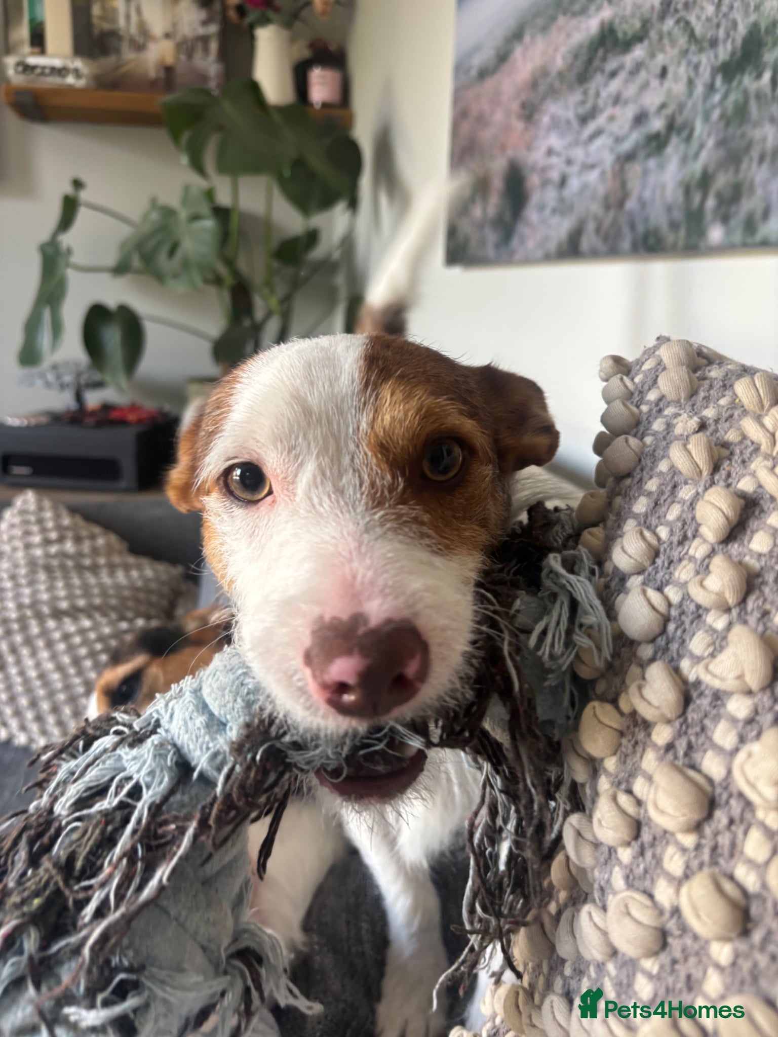 Jack Russell dogs Jack the Jack Russell.  - Advert 8