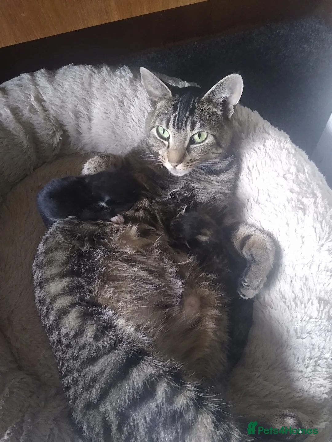 Bengal cats for sale: Tuxedo x Bengal Female kitten  - Advert 6