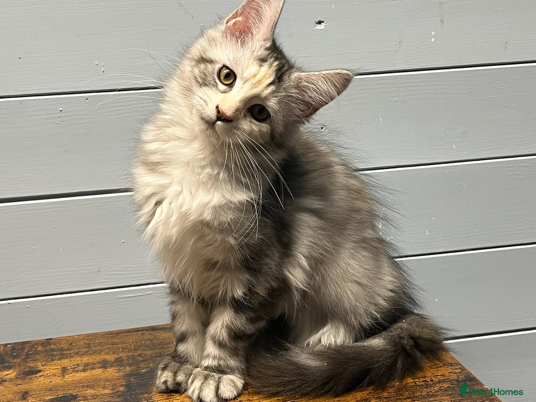 Maine Coon cats for sale: Beautiful Maine Coon kittens for sale - Image 5