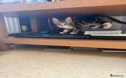 British Shorthair cats for sale: 2 BLACK FEMALE SHORTHAIR KITTENS. READY TO GO! - Image 19