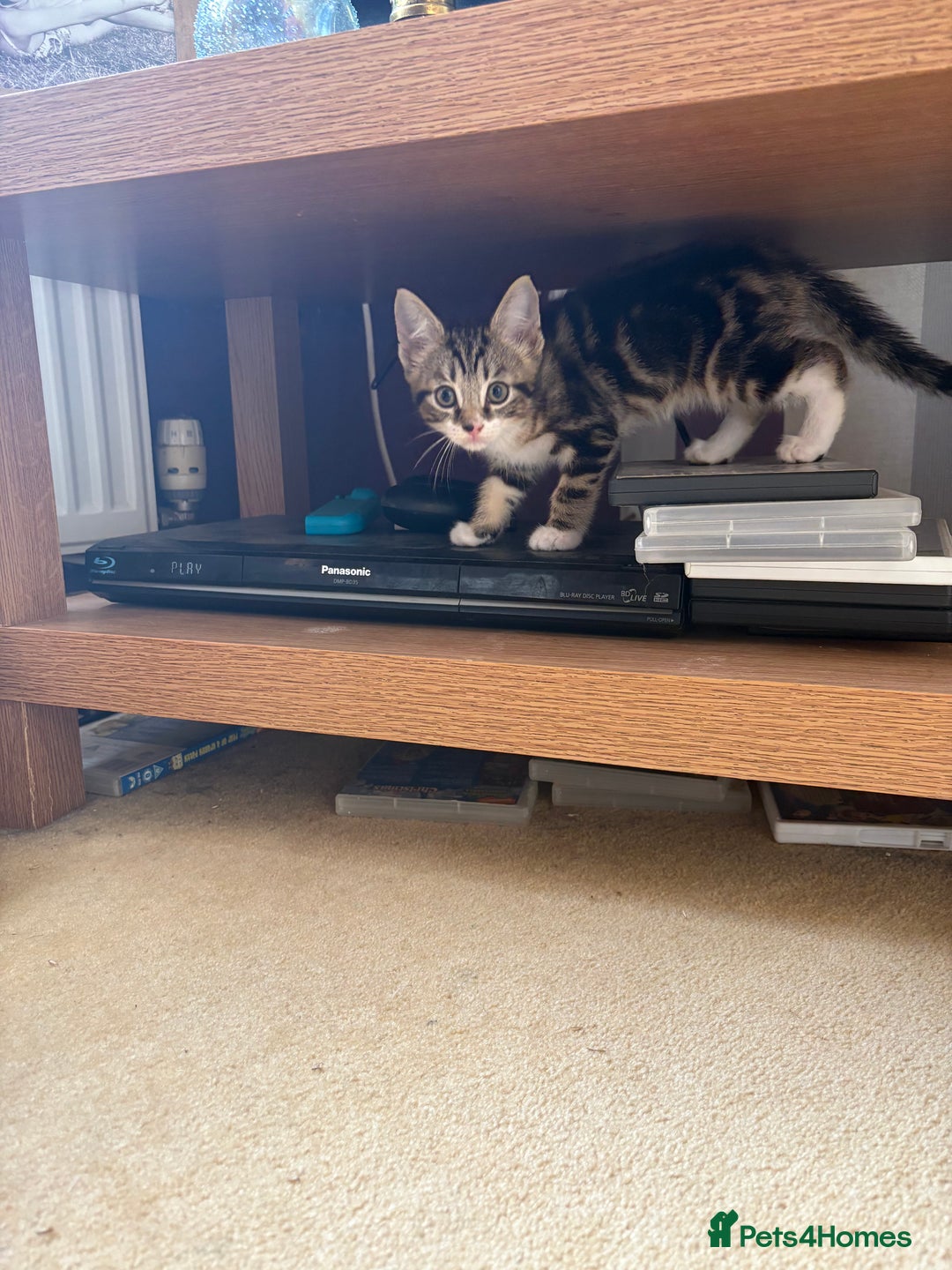 British Shorthair cats for sale: 2 BLACK FEMALE SHORTHAIR KITTENS. READY TO GO! - Image 19