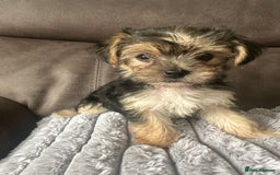 Morkie dogs for sale: Morkie Pups - Image 3