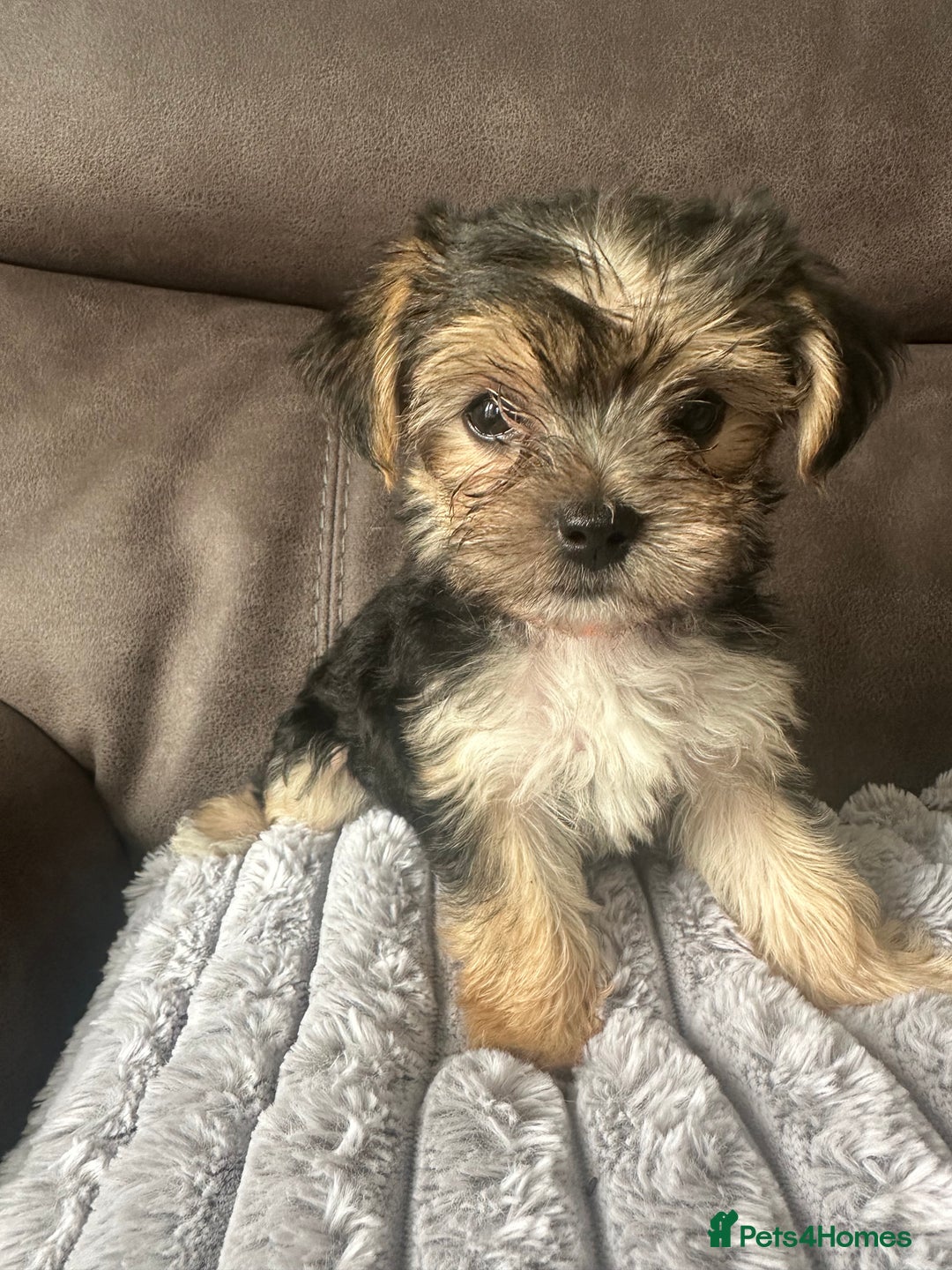 Morkie dogs for sale: Morkie Pups - Image 3