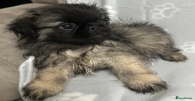 Mixed Breed dogs - Advert 3