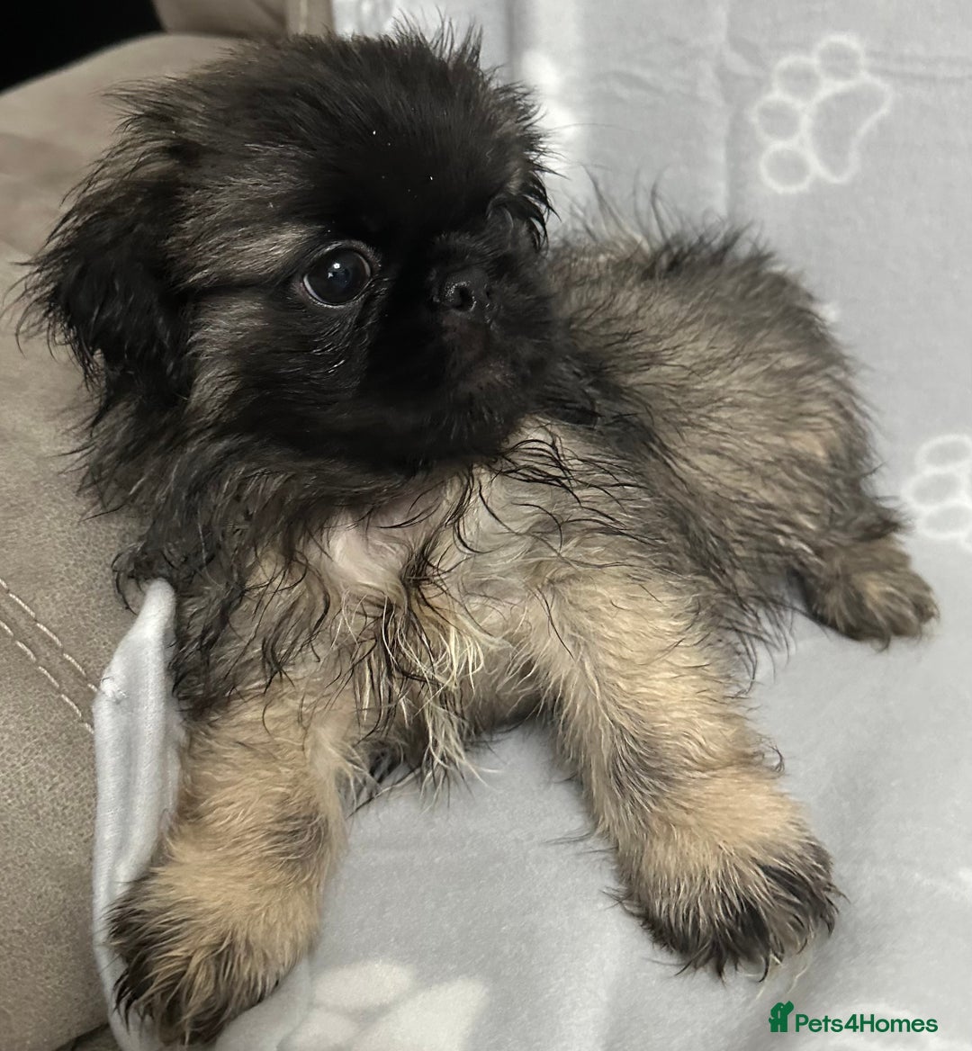 Mixed Breed dogs for sale: 4 fully vaccinated Tiny Pugingeses left  - Image 6