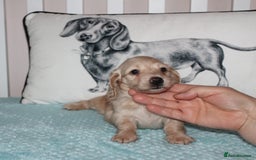 Dachshund dogs for sale: BEAUTIFUL KC REG MINI LONGHAIRED PUPPIES - Image 4