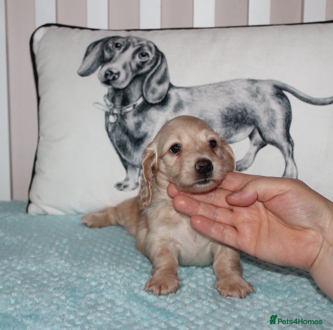 Dachshund dogs for sale: BEAUTIFUL KC REG MINI LONGHAIRED PUPPIES - Image 4