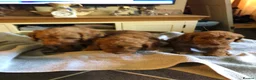 Cockapoo dogs for sale: Cockapoo's in Leicester - Advert 3