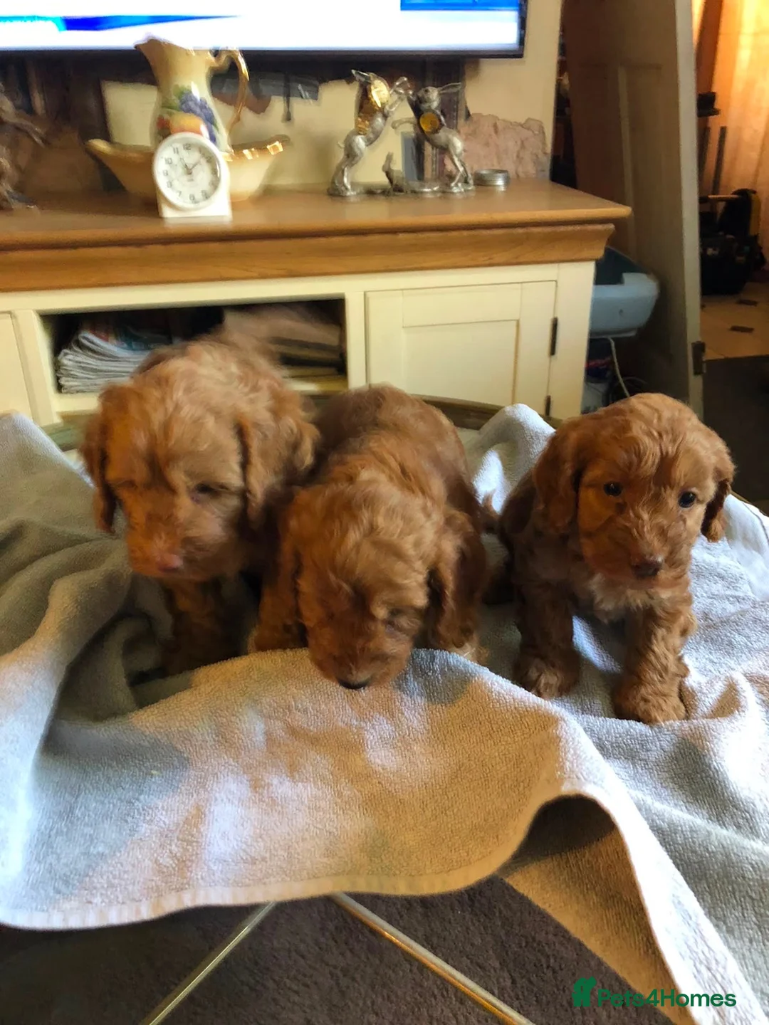 Cockapoo dogs for sale: Cockapoo's in Leicester - Advert 3