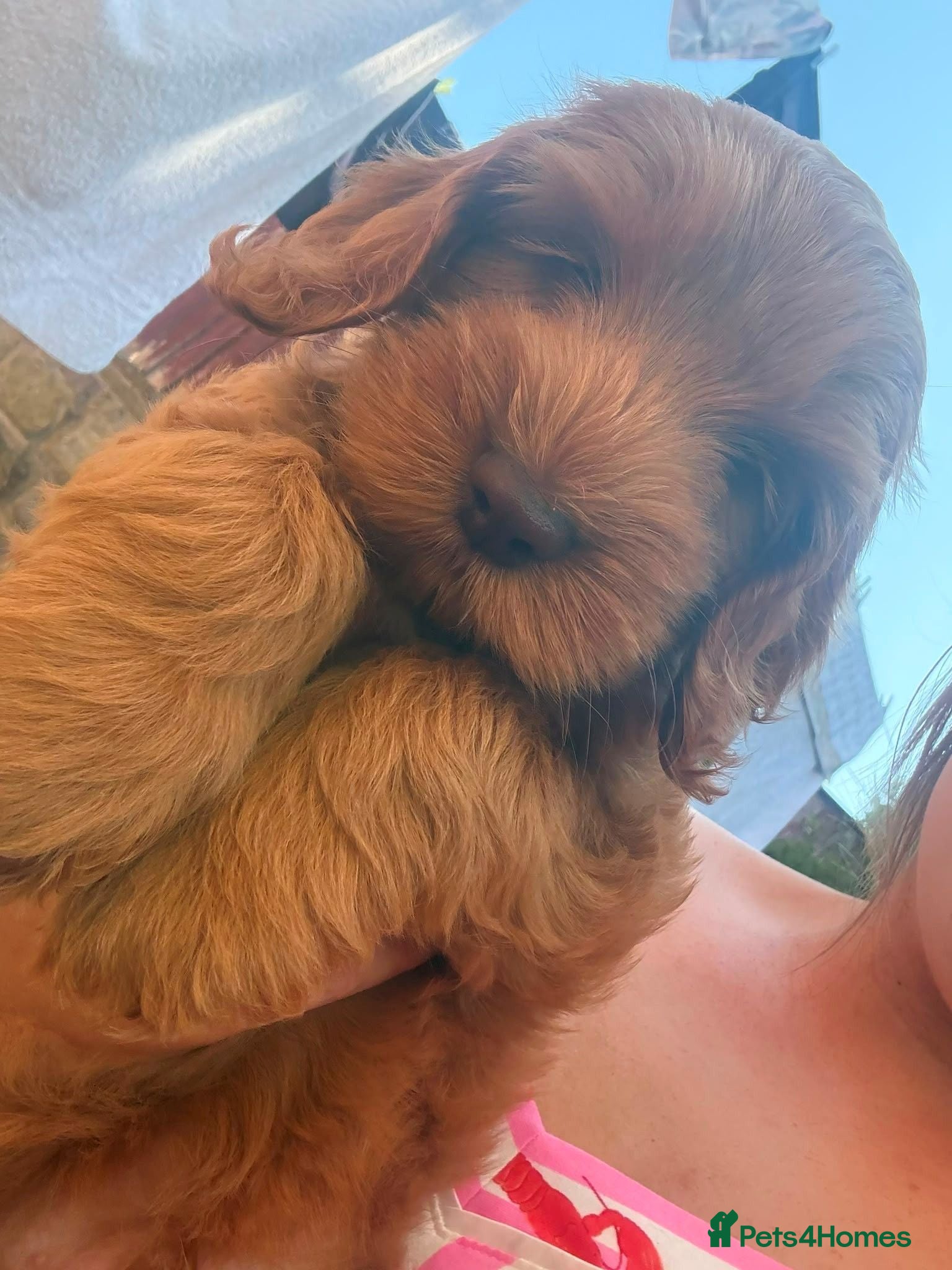 Cockapoo dogs F2 Cockapoo red boy READY TO GO ON FRIDAY! - Advert 4