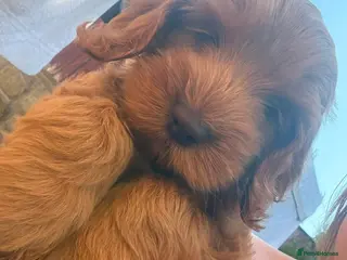 Cockapoo dogs F2 Cockapoo red boy READY TO GO ON FRIDAY! - Advert 4