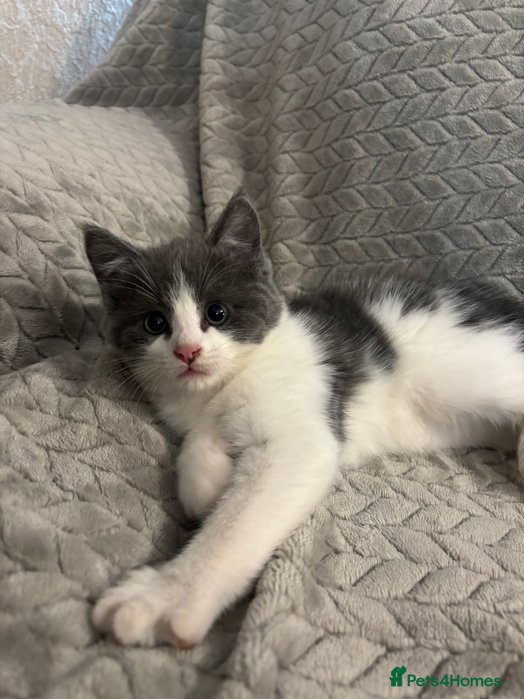 Mixed Breed cats for sale: 5 Gorgeous Kittens  - Image 4