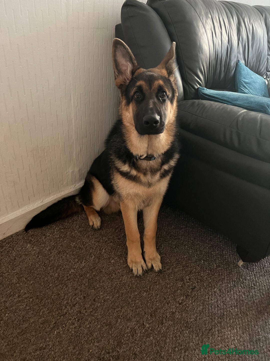 German Shepherd dogs for sale: 💙 German Shepherd Looking for His Forever Home 💙 - Image 7