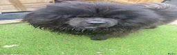 Chow Chow dogs for sale: Black chow chow - Advert 2