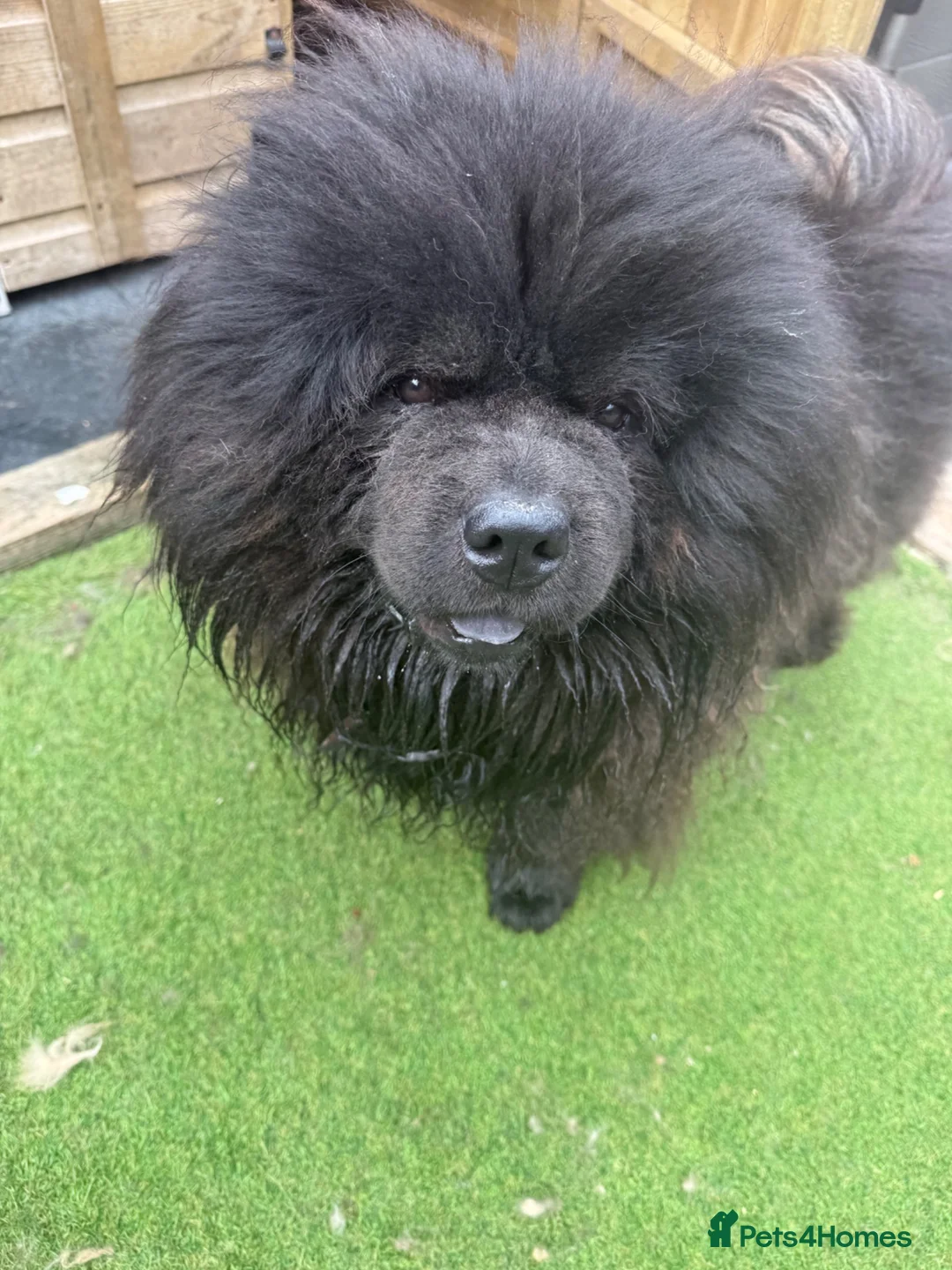 Chow Chow dogs for sale: Black chow chow - Advert 2