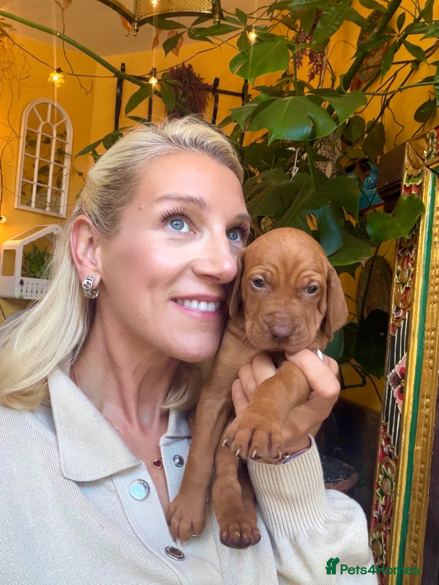 Hungarian Vizsla dogs Selling fast! kC REG smooth Hungarian Vizslas. ❤️ - Advert 12