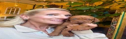 Hungarian Vizsla dogs for sale: Collect in two weeks!🐾KC smooth Hungarian Vizslas - Advert 15