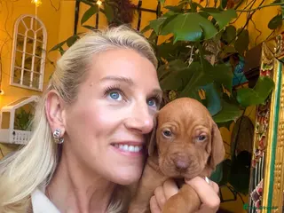 Hungarian Vizsla dogs Selling fast! kC REG smooth Hungarian Vizslas. ❤️ - Advert 12