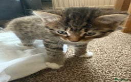 Bengal cats for sale: 3 beautiful tabby’s for sale💕 - Image 5