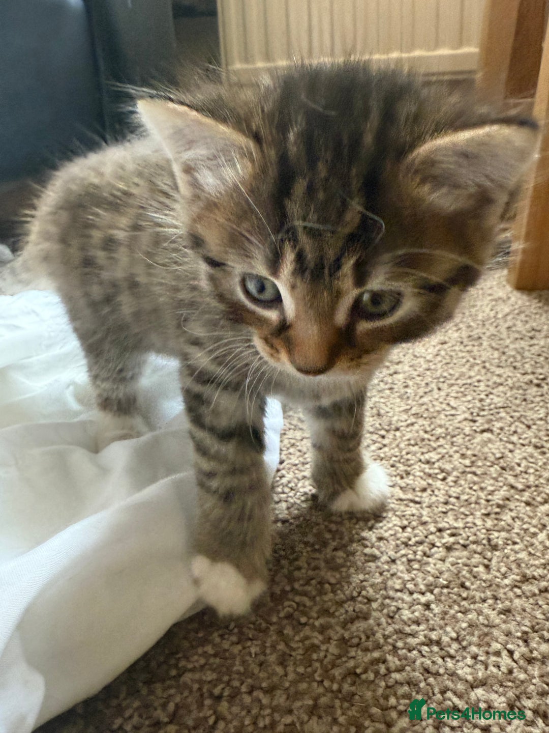 Bengal cats for sale: 3 beautiful tabby’s for sale💕 - Image 5